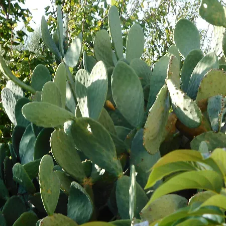 Akroyali & 3* Messinia